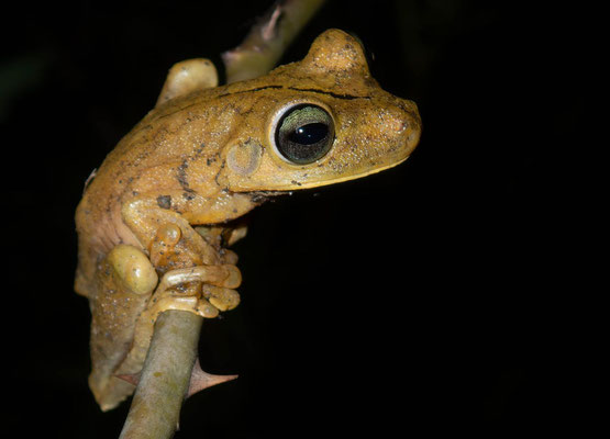 Gladiator tree frog (Hypsiboas rosenbergi)