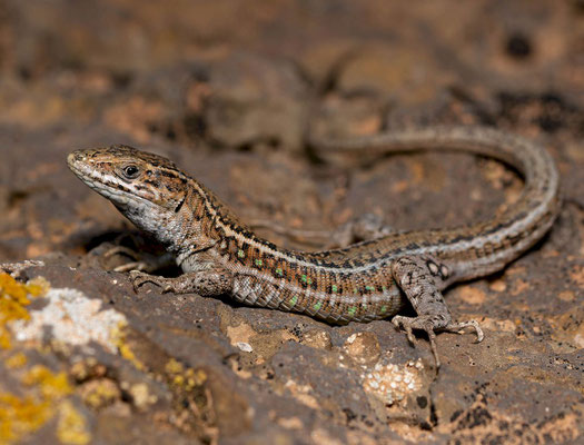 Atlantic lizard (Gallotia atlantica)