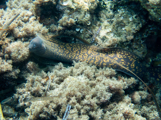 Morena (Muraena helena)