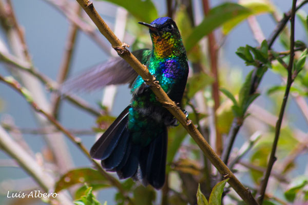 Fiery-throated hummingbird (Panterpe insignis)