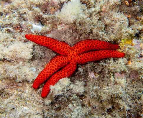 Estrella roja (Echinaster sepositus)