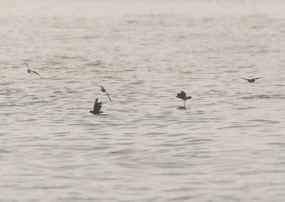 Wilson's storm petrels (Oceanites oceanicus)