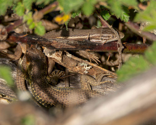 Lagartija colilarga (Psammodromus algirus manuelae), "in situ". Pareja en cortejo.