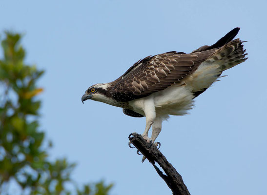 Osprey (Pandion haliaetus), it was very close