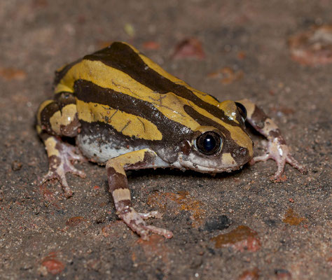 Silver running frog (Kassina cassinoides)