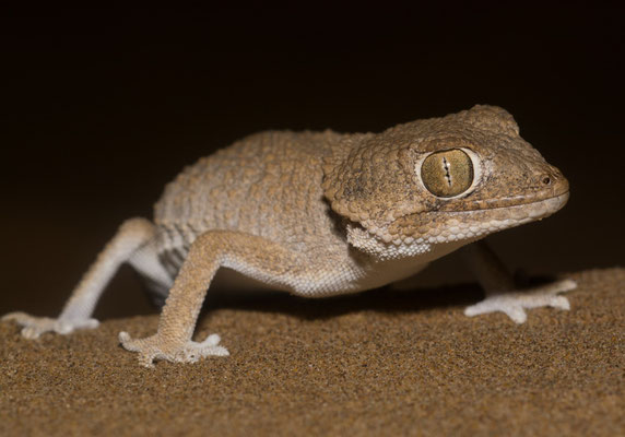 Helmeted gecko (Tarentola chazaliae) 
