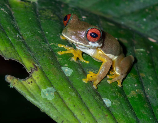 Red eyed tree frog (Duellmanohyla rufioculis)