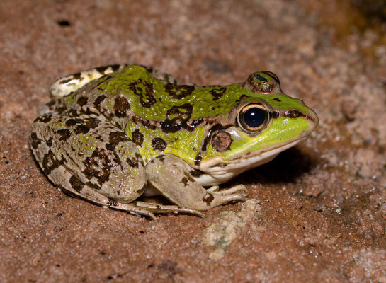 North african green frog (Pelophylax saharica)
