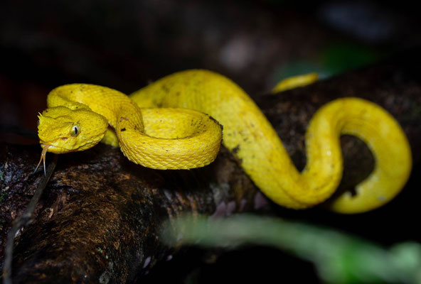 Yellow phase eyelash pit viper ("oropel") (Bothriechis schlegelii)