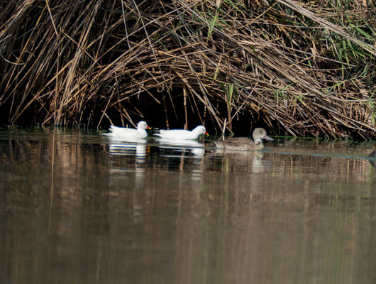 Common moorhen (Gallinula chloropus), leucistic pair