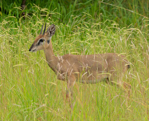 Oribi (Ourebia ourebi)
