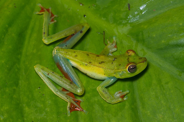 Red webbed frog (Boana rufitela) 