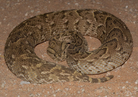 Puff adder (Bitis arietans)