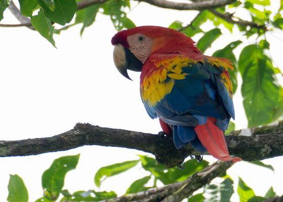 Scarlet macaw (Ara macao)