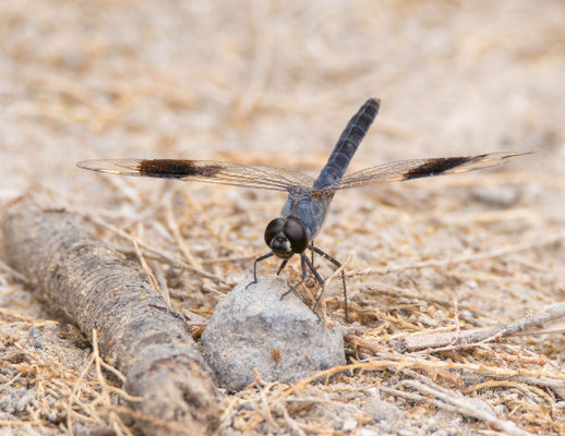 Brachythemis impartita, macho. Típica en humedales costeros.
