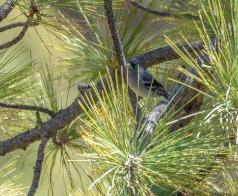 Gran Canaria blue chaffinch (Fringilla polatzeki) 
