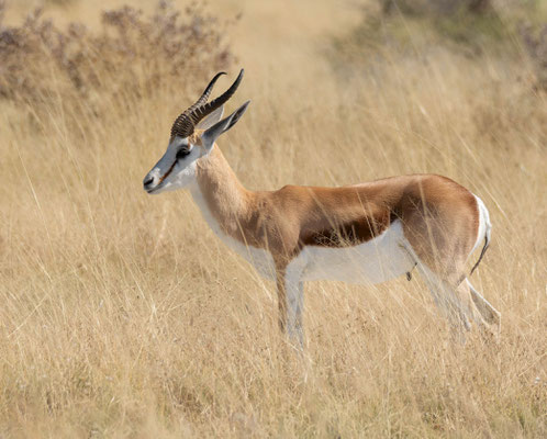 Springbok (Antidorcas marsupialis)