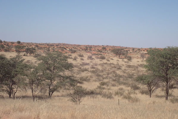 Kalahari landscape