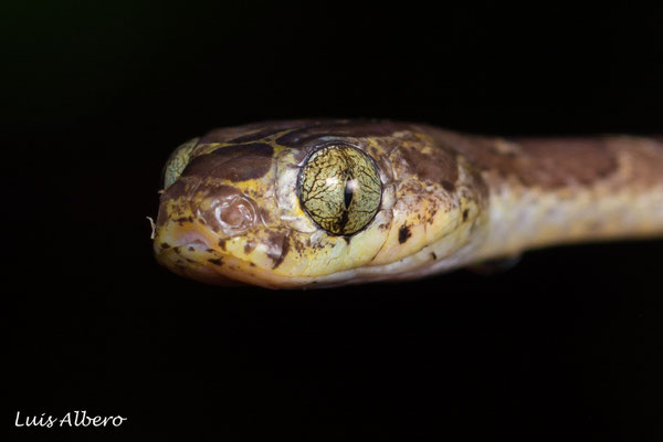 Blunt headed tree snake (Imantodes cenchoa)