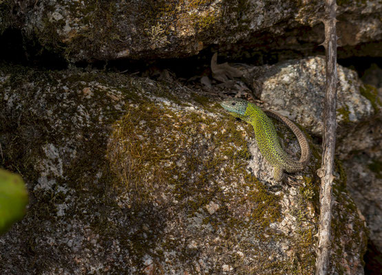 Lagarto verdinegro (Lacerta schreibieri), macho "in situ".