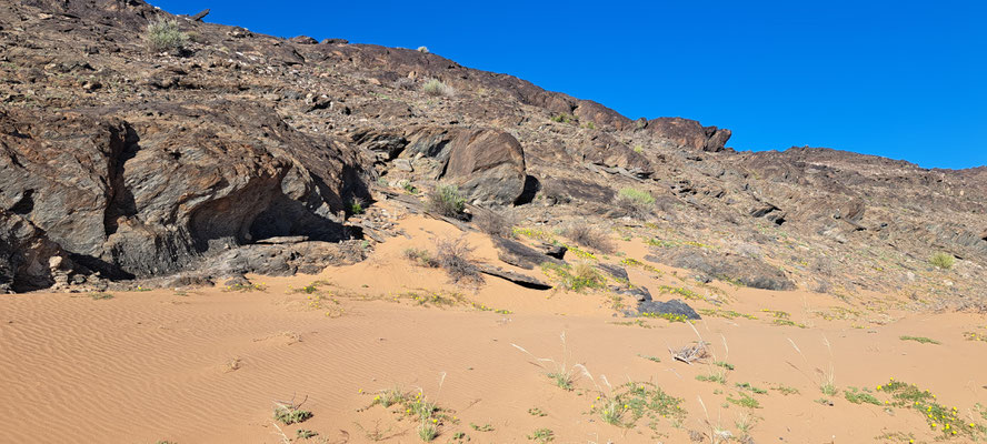 Good horned adder habitat, but zero adders