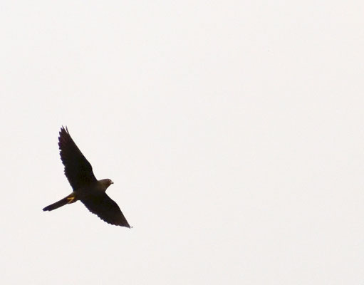 Halcón de eleonor (Falco eleonorae), morfo oscuro. Foto de Anxo.