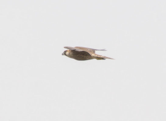 Halcón peregrino (Falco peregrinus brookei)