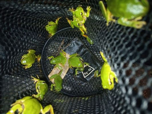 Iberian treefrogs collected for tissue sampling before released