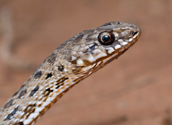 Montpellier snake, female (Malpolon monspessulanus), portrait
