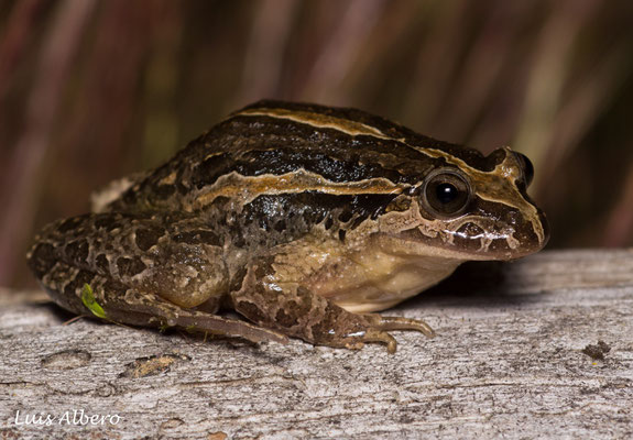 The scarce painted frog (Discoglossus galganoi)