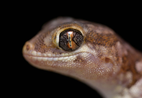 Northern elegant gecko (Stenodactylus mauritanicus), portrait