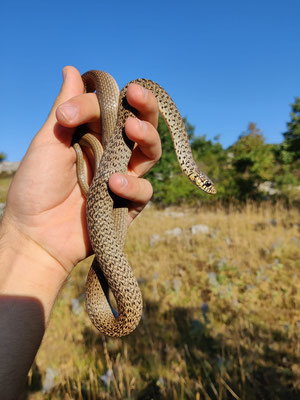 Balkan whip snake (Hierophis gemonensis)