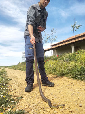 Me with montpellier snake (Malpolon monspessulanus). Photo: María Borrego