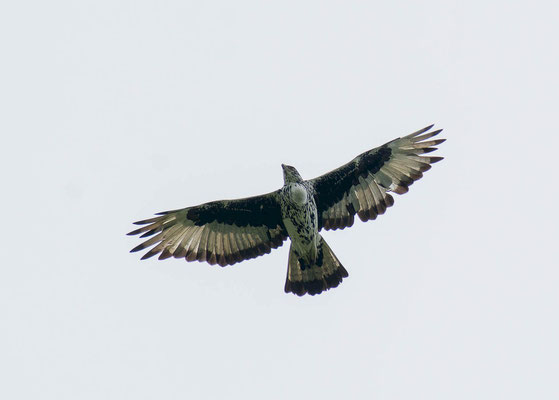 African hawk-eagle (Aquila spilogaster)