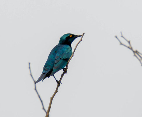 Greater Blue-eared Starling (Lamprotornis chalybaeus)