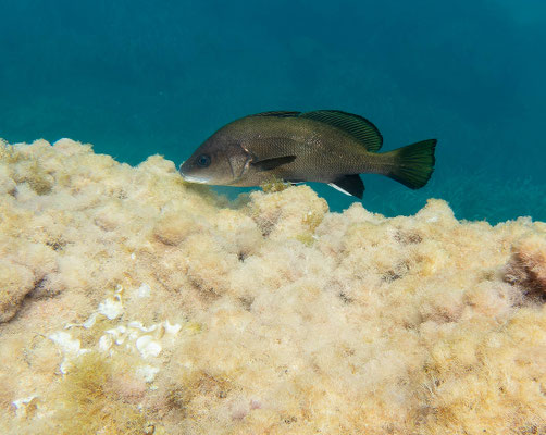 Corvallo (Sciaena umbra)