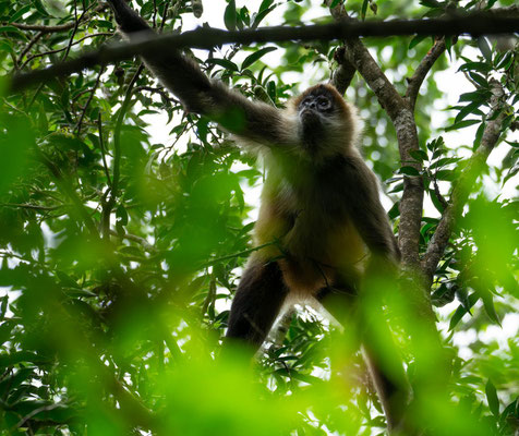 Geoffroy's spider monkey (Ateles geoffroyi)