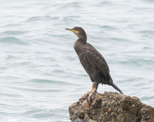 Cormorán moñudo mediterráneo (Gulosus aristotelis desmarestii)