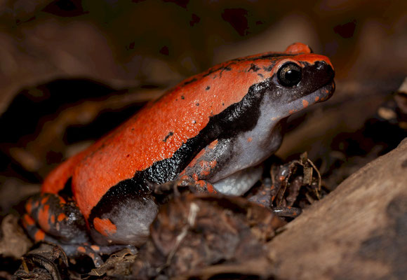 Red rubber frog (Phrynomantis microps). The Gambia, 2024