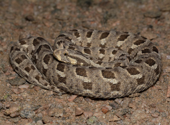 Many-horned adder (Bitis cornuta)