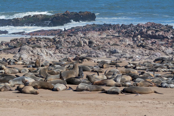 Cape fur seal (Arctocephalus pusillus) colony