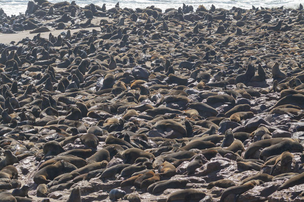 Cape fur seal (Arctocephalus pusillus) colony