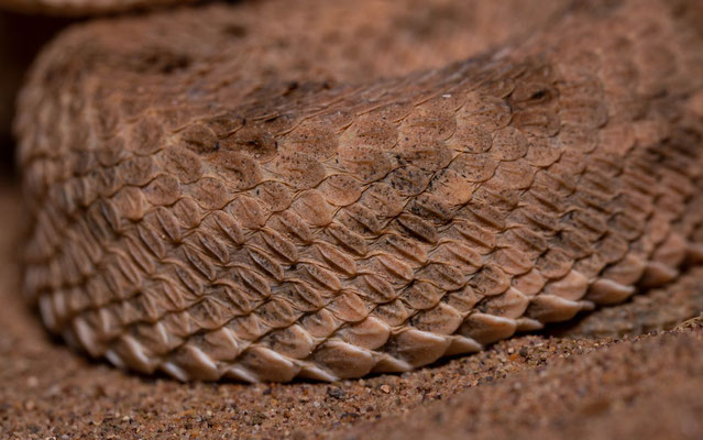 Saharan horned viper (Cerastes cerastes), scale detail