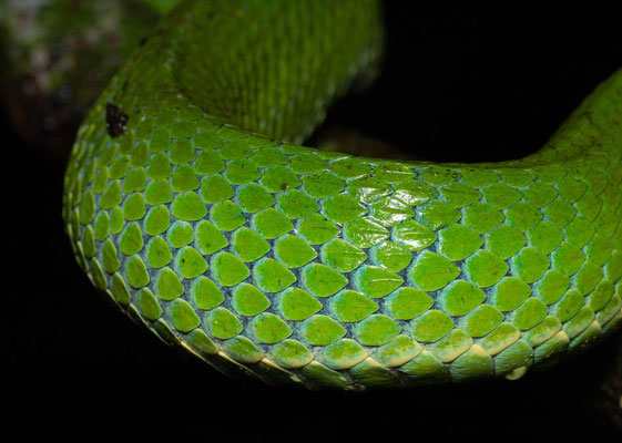 Side-striped palm pitviper (Bothriechis lateralis)