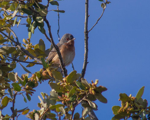 Subalpine warbler (Sylvia cantillans)