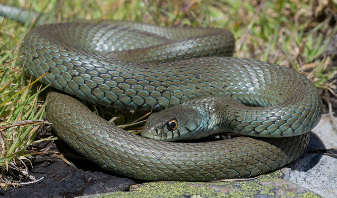 Iberian grass snake (Natrix astreptophora)