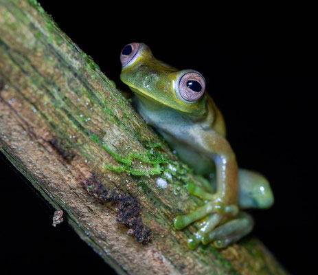 Palmer's tree frog (Hyloscirtus palmeri)
