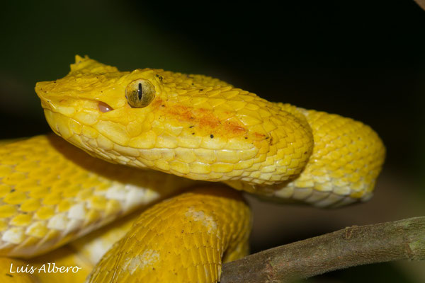 Eyelash viper (Bothriechis schlegelii)
