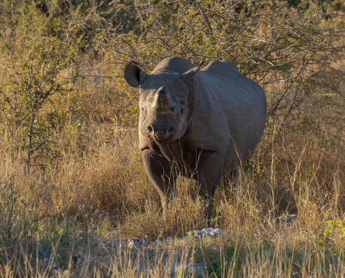 Black rhinoceros (Diceros bicornis)