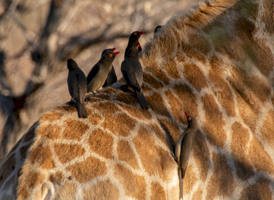 Red-billed oxpecker (Buphagus erythrorynchus), on a giraffe